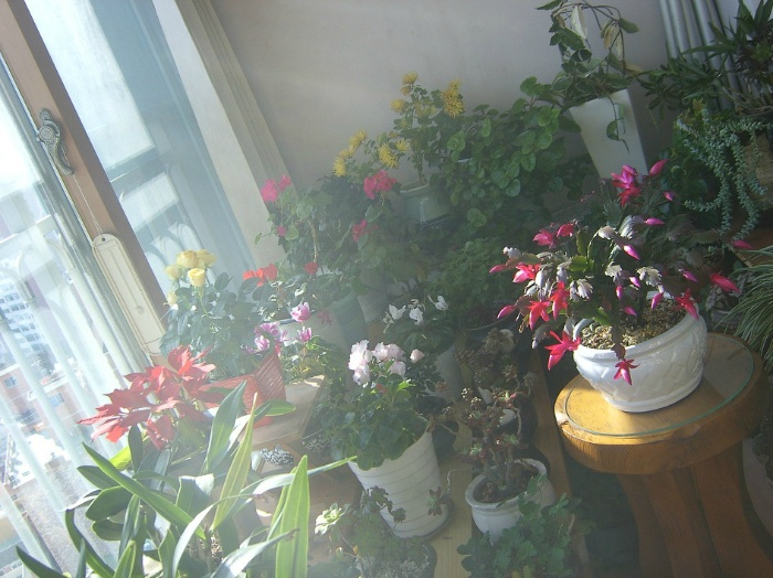 봄처럼 화사한 나의 놀이터 배란다정원 4