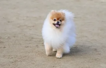 포메라니안 분양가 성격 특징 장단점 사료추천 가격_19