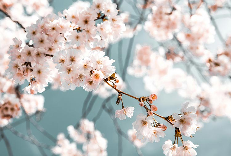 활짝핀-벚꽃-이미지