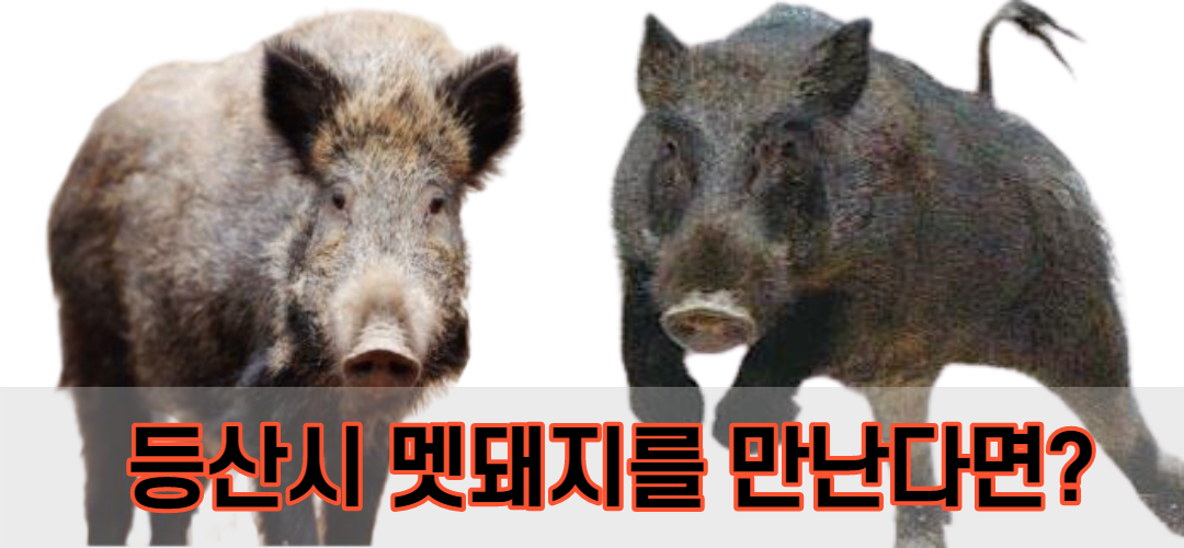  등산시 산에서 멧돼지를 만나게 된다면?
