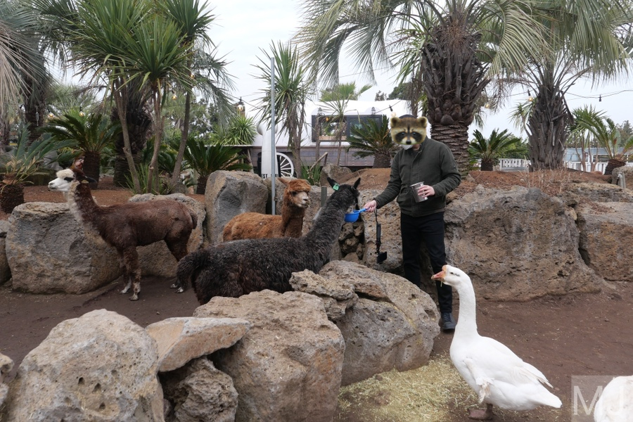 어린왕자 체험 in 감귤밭 카페 52