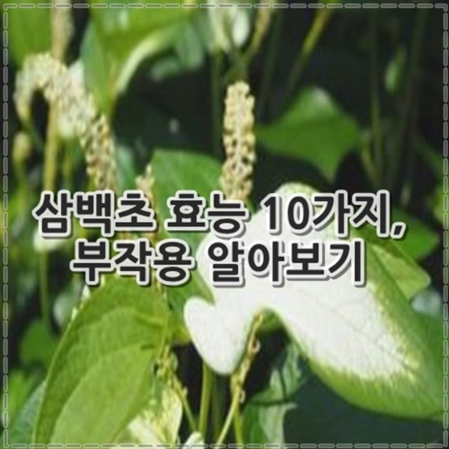 삼백초 효능 10가지, 부작용 정리