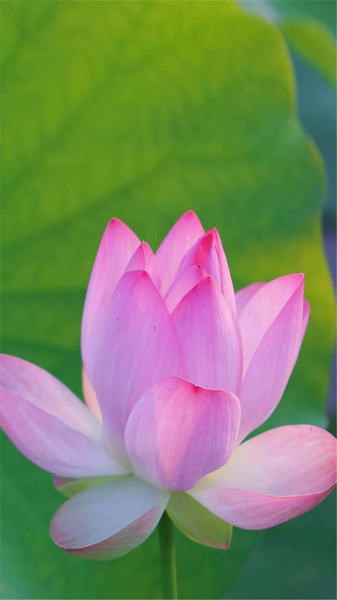 Lotus Flower iPhone Wallpaper