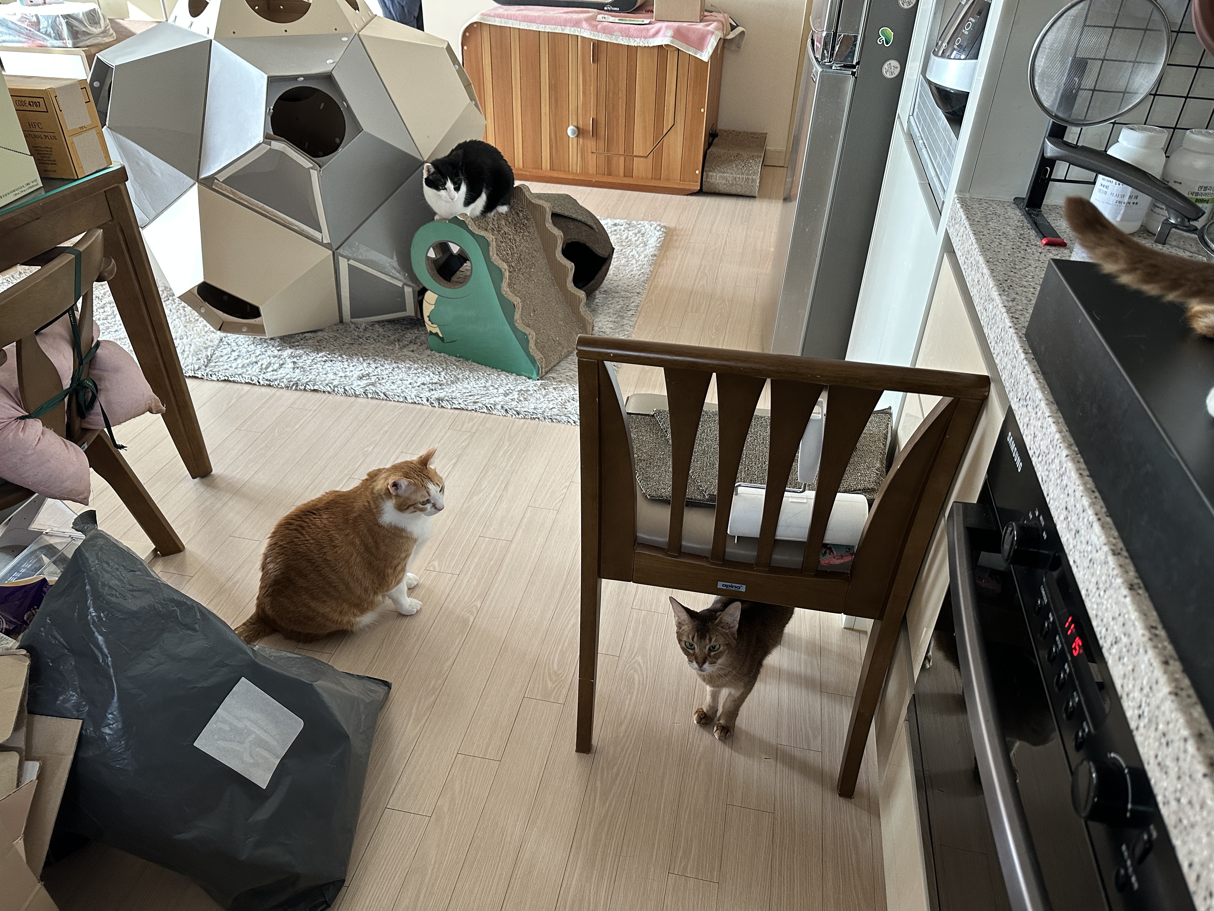 고양이들 평일 아침 간식시간 (feat.간식으로 물먹이기)