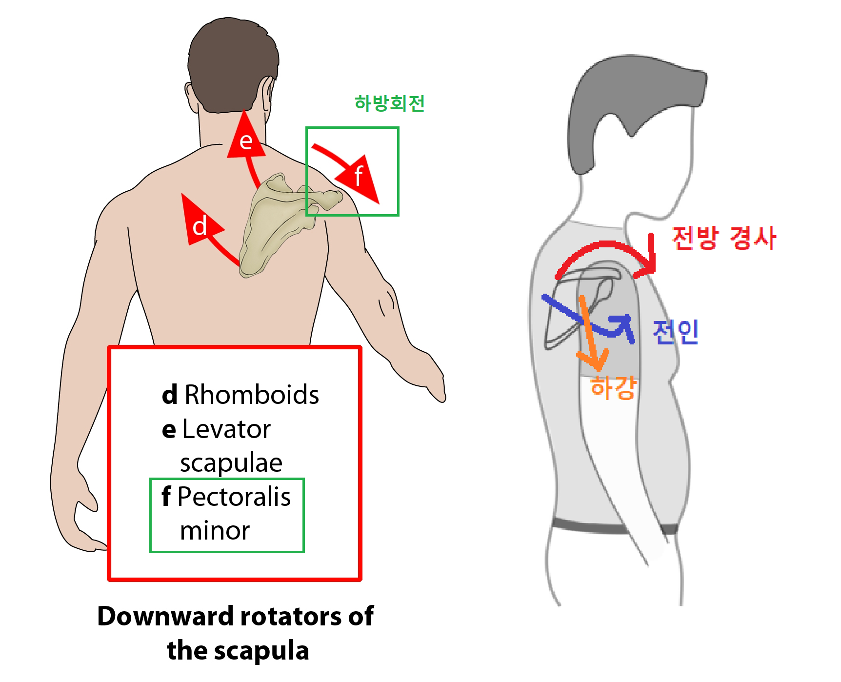 소흉근 기능