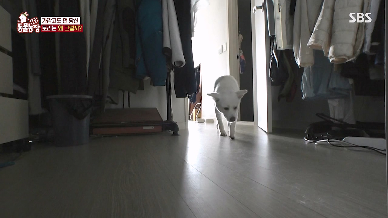 TV 동물농장.E1179.240708p-NEXT.mp4_20240707_160434.239.jpg