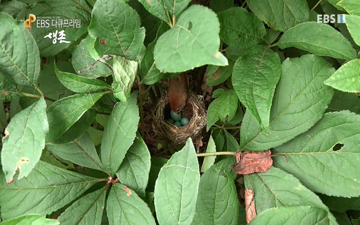 생존 3부_ EBS 다큐프라임_ 220629.avi_20220701_210749.464.jpg