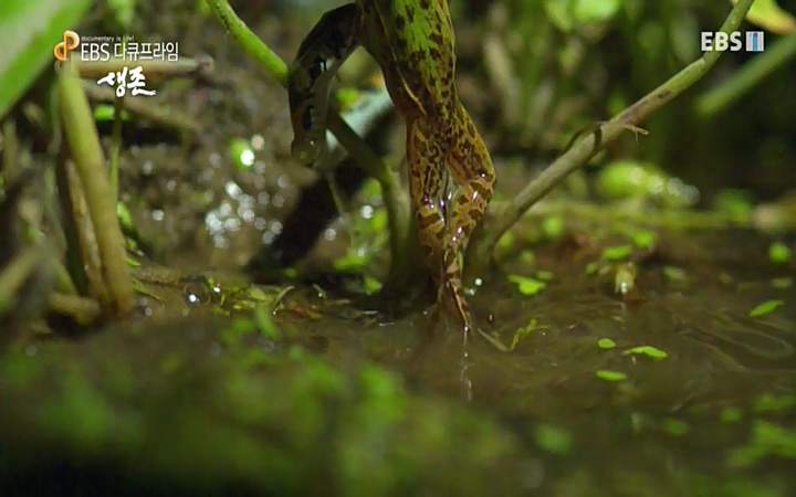 EBS 다큐프라임_ 220628.avi_20220629_205609.806.jpg