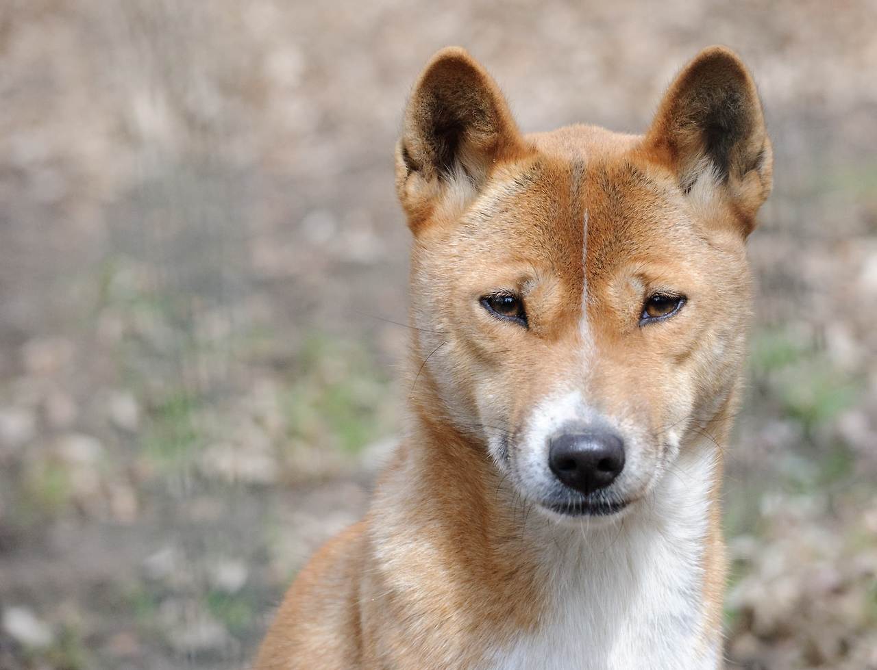 강아지 종류 노래하는 개 뉴기니 싱잉 독 new guinea singing dog