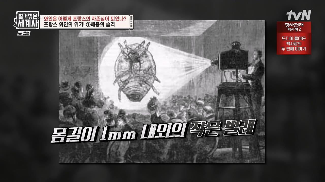 벌거벗은 세계사.E121.231018p-NEXT.mp4_20240518_165543.030.jpg