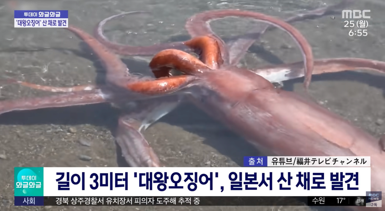 살아 있는 대왕오징어 발견