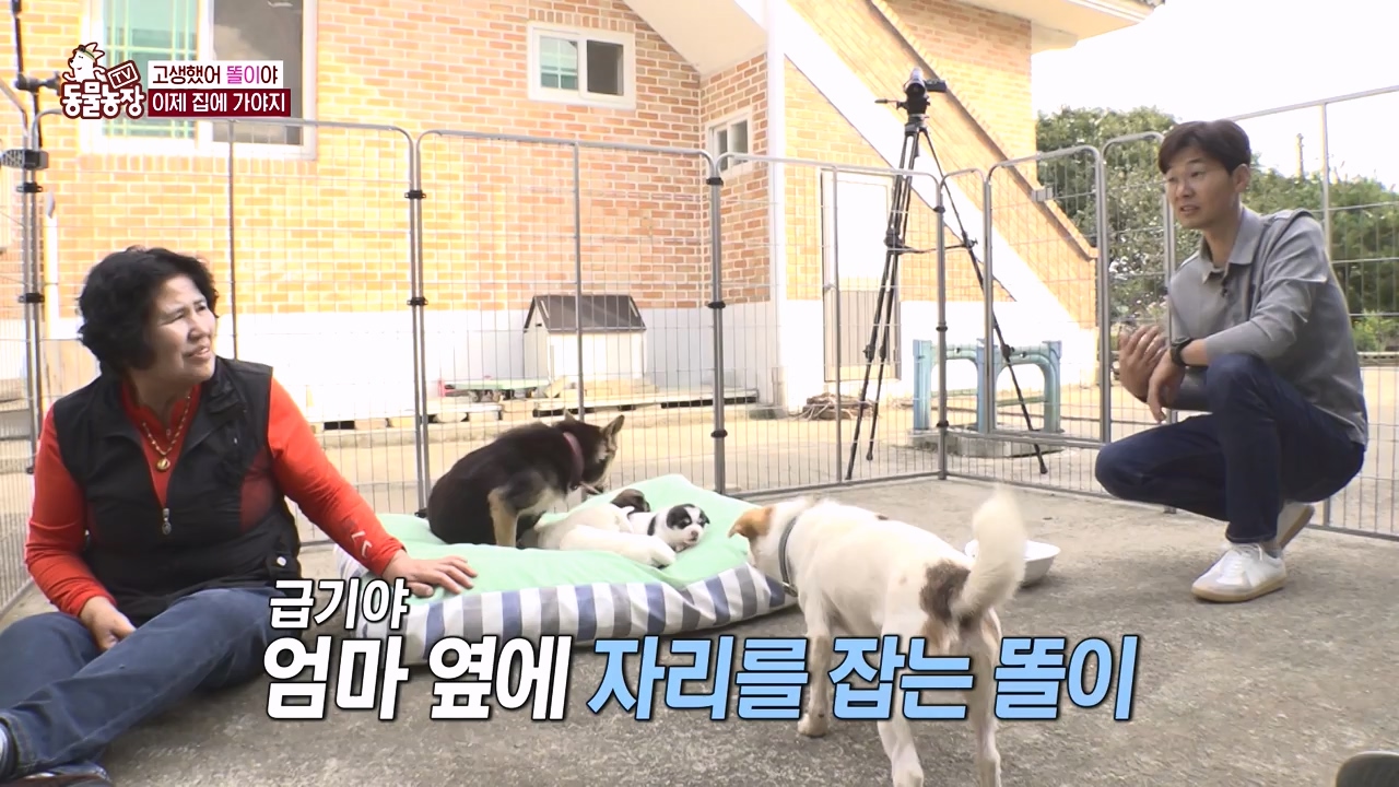 TV 동물농장.E1146.231120p-NEXT.mp4_20231119_175308.679.jpg