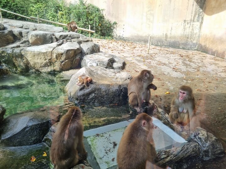 에버랜드-일본-원숭이-무리-지어-앉아있는-모습