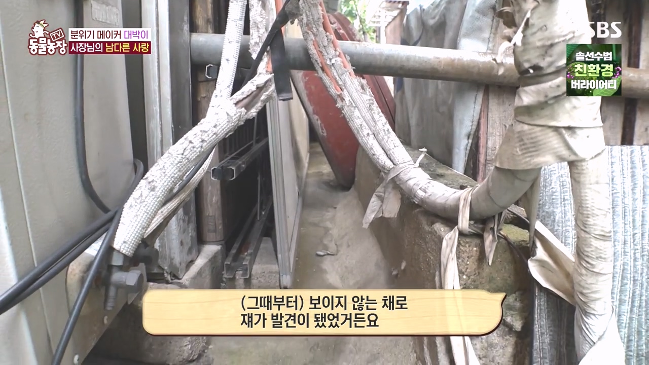 TV 동물농장.E1141.231016p-NEXT.mp4_20231015_174012.086.jpg