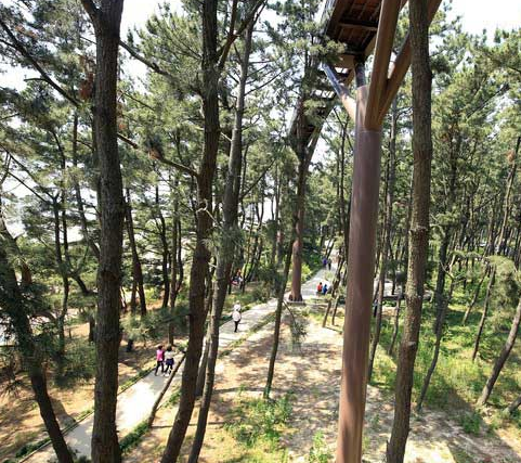 장항송림산림욕장 산책로