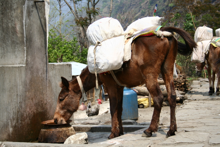 네팔-마을-당나귀