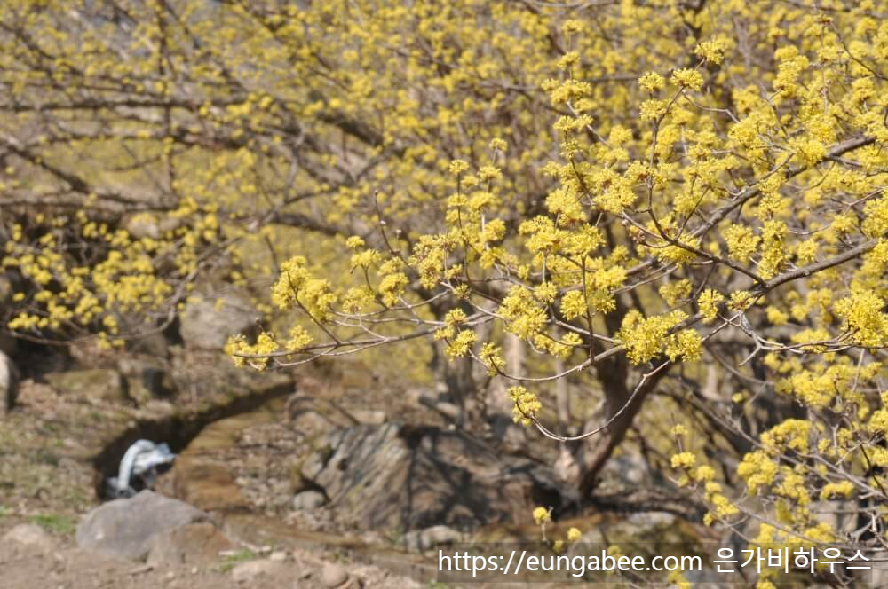 구례 산수유꽃 축제