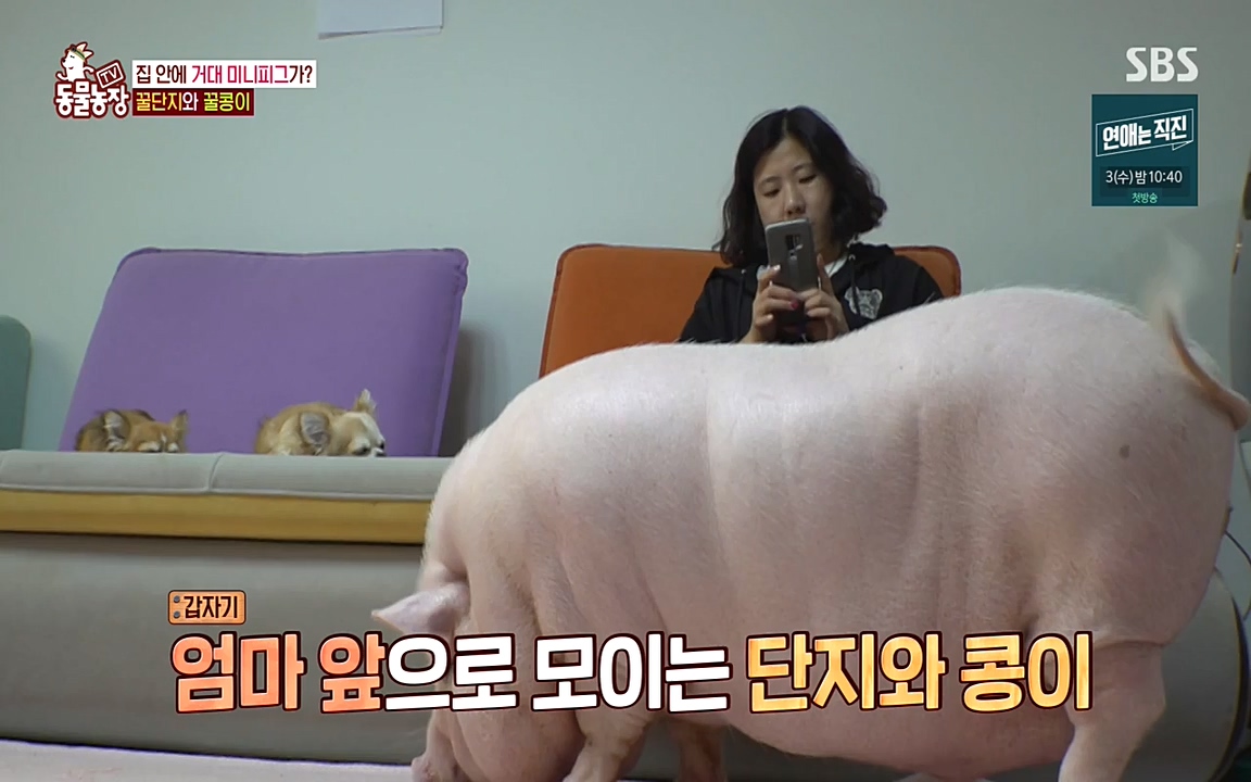 TV 동물농장.E1080.220732p-NEXT.mp4_20220731_174226.619.jpg