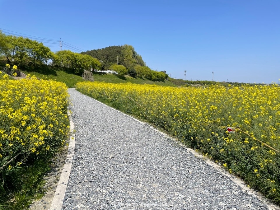 영산강 나주 유채꽃 나들이 10