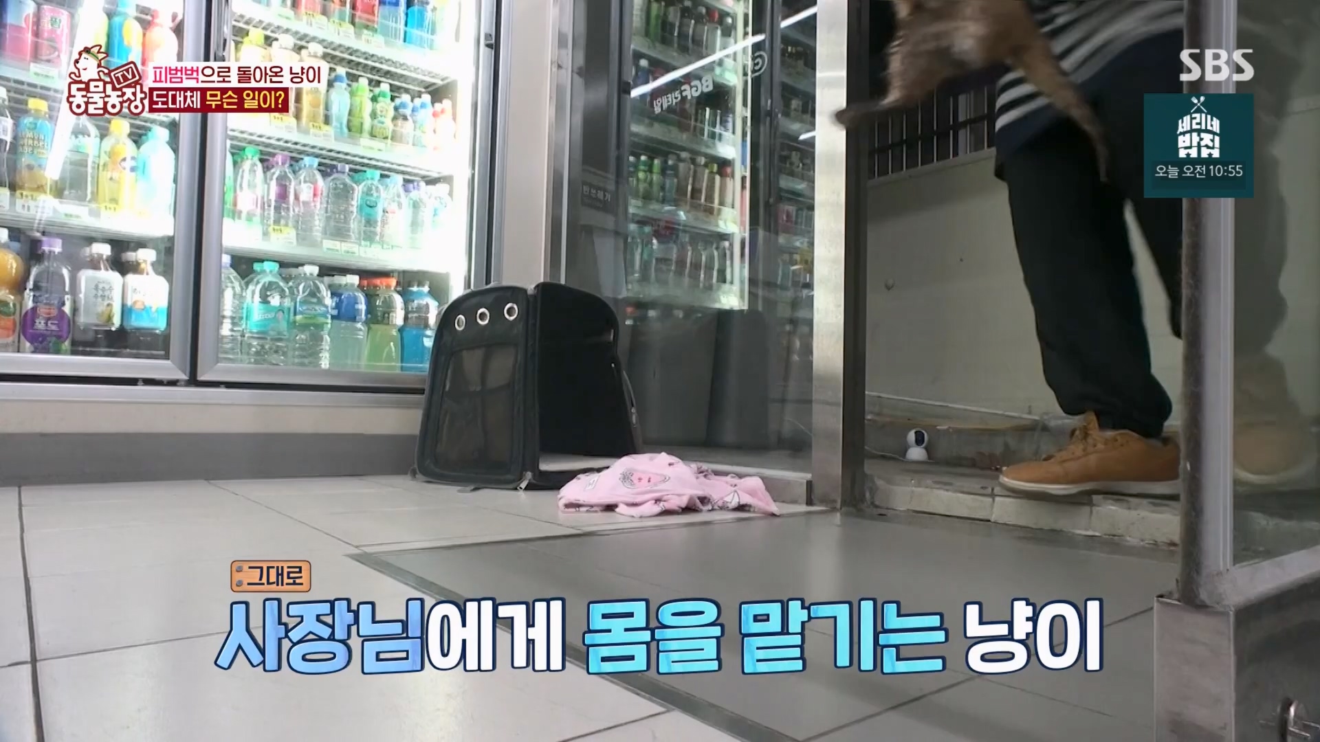 TV 동물농장.E1170.240505p.H264-F1RST.mp4_20240505_153812.948.jpg