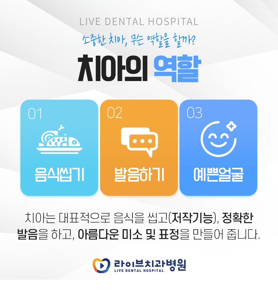 치아의 역할