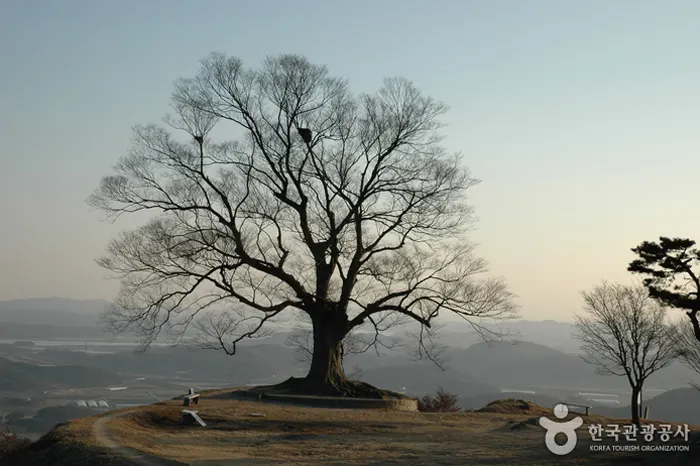 가림성 사랑나무 전경 이미지