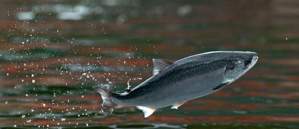  Salmon is 'WHITE'