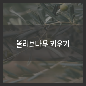 올리브나무 키우기