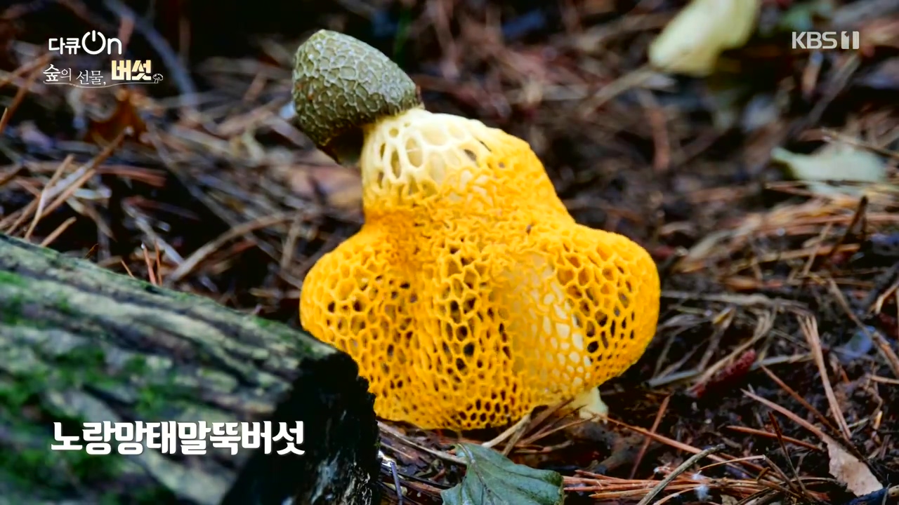 다큐 온.E227.231120p-NEXT.mp4_20231121_201832.025.jpg