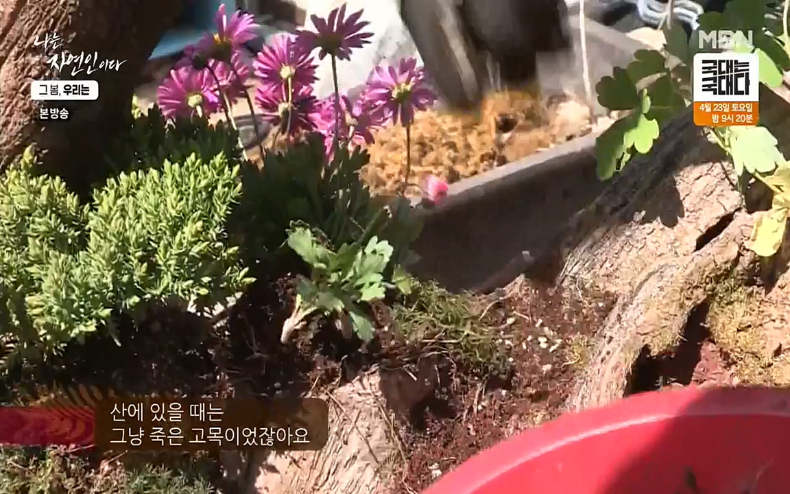 나는 자연인이다.E498.220421p-NEXT.mp4_20220421_184101.134.jpg
