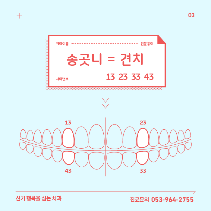 치열궁과 치아이름