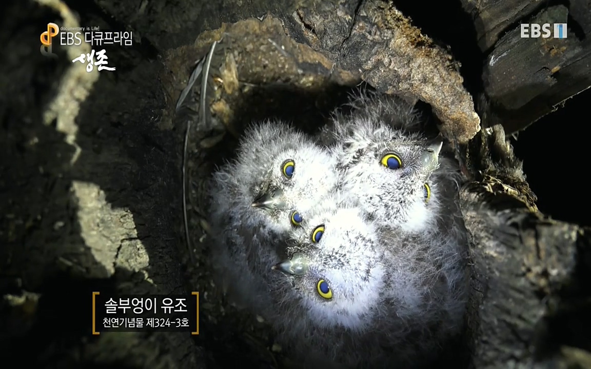 생존 3부_ EBS 다큐프라임_ 220629.avi_20220701_205832.225.jpg