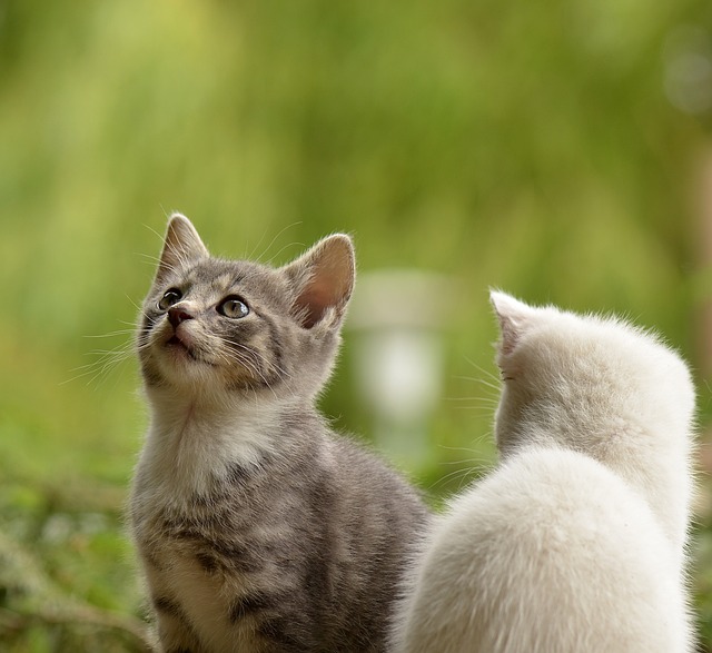 고양이