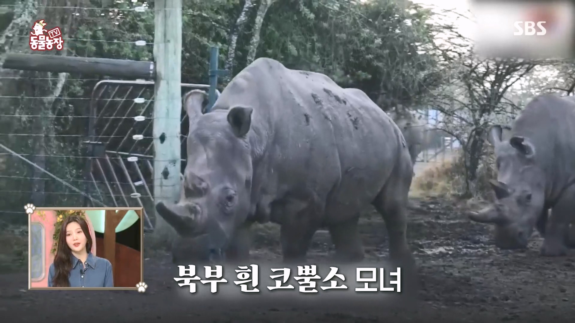 TV 동물농장.E1160.240225p.H264-F1RST.mp4_20240225_162634.860.jpg