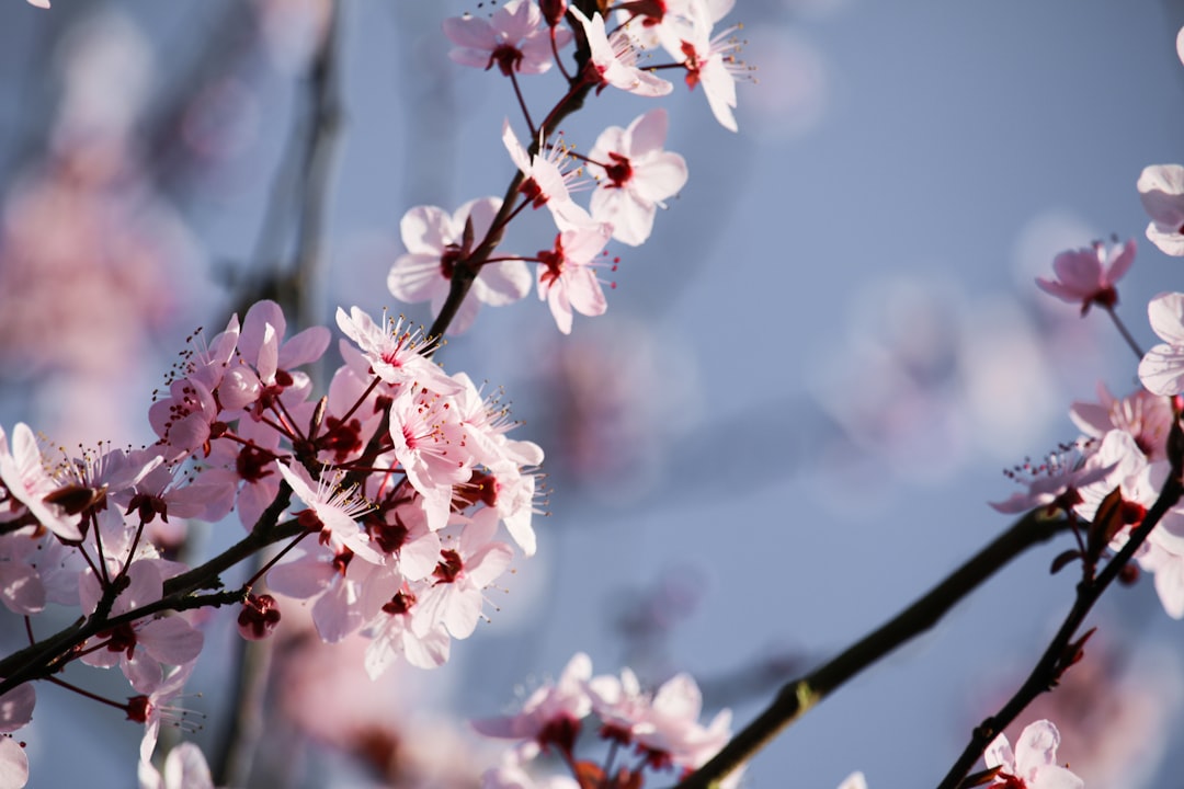 Cherry blossom.
