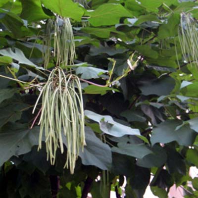 Gae Paulownia-이미지