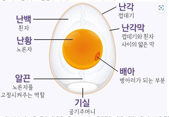 계란기실