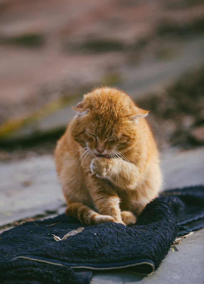 니즈 파악을 위한 고양이 사진
