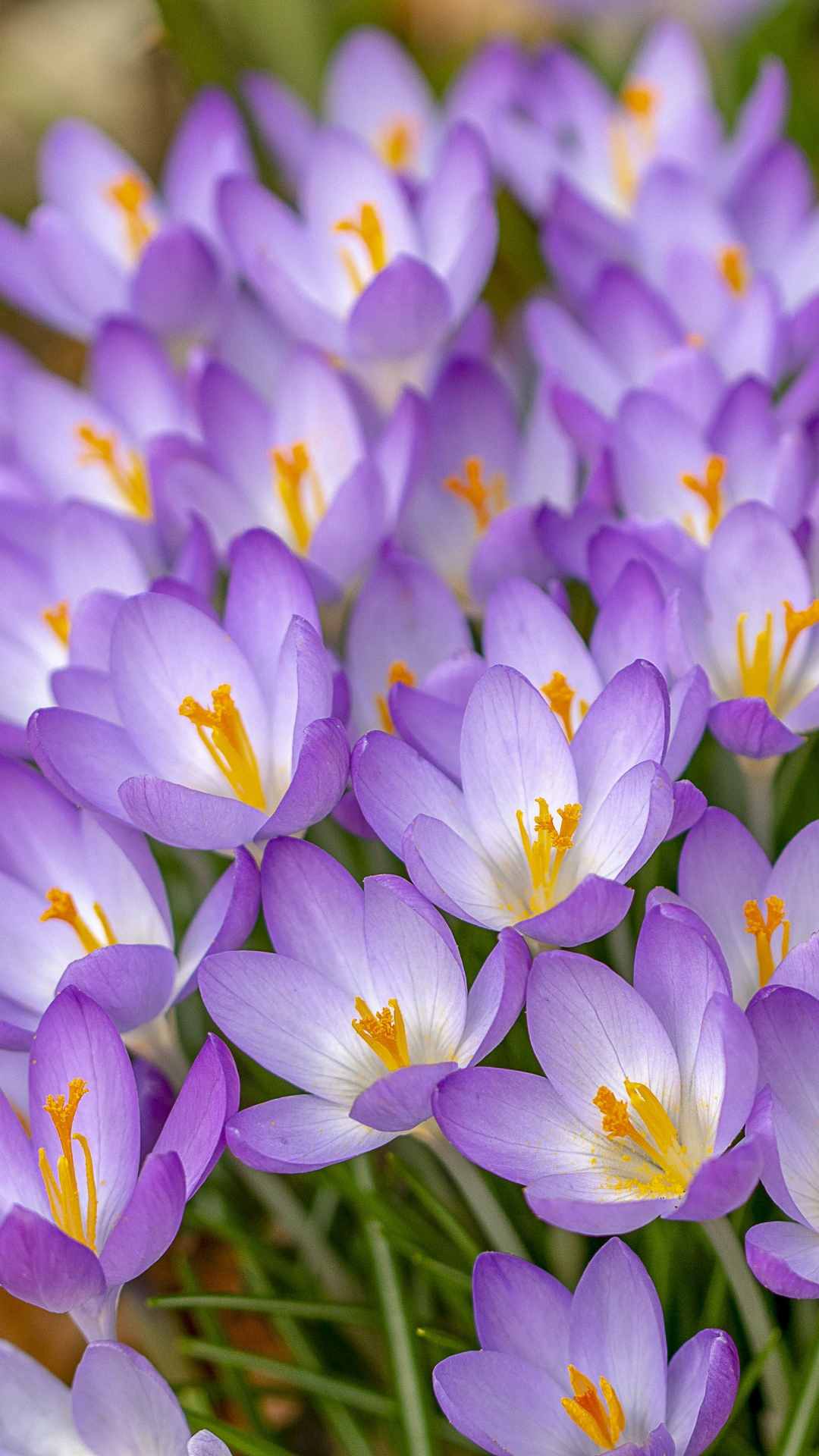 Crocus Flower iPhone Wallpaper