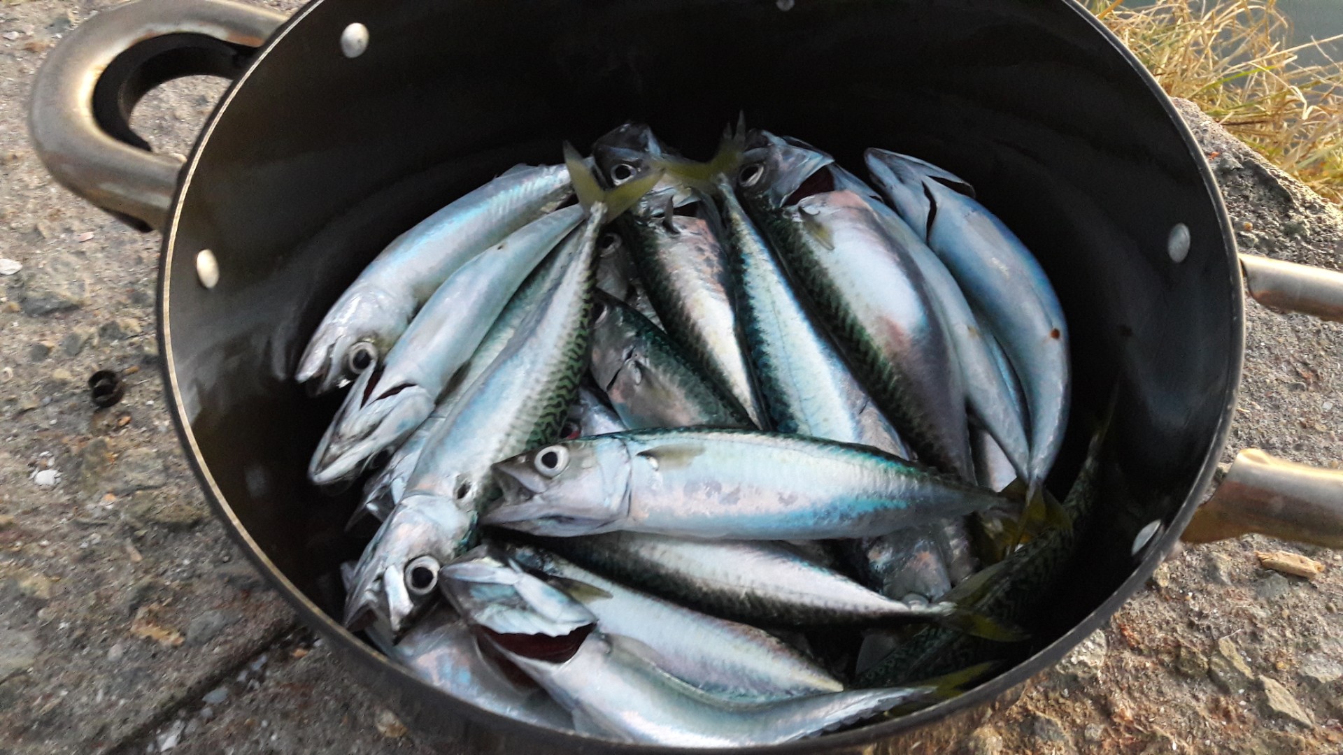  초보 낚시꾼  포인트를 찾아봤지만 실패했다.