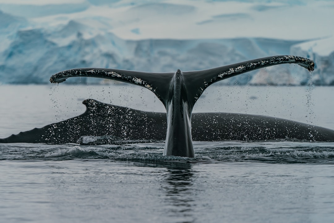 Whale
