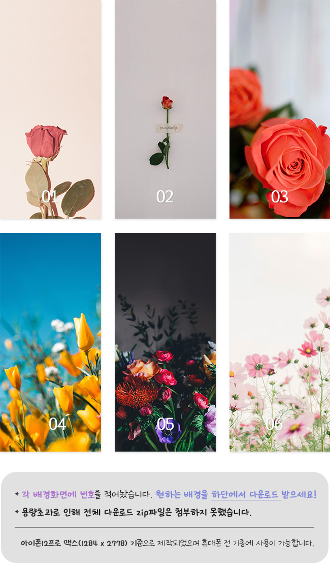 아이폰12프로 맥스, 아이폰12프로_시계 안가리는 꽃, 장미 폰 배경화면