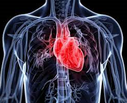 심혈관 질환(cardiovascular disease)