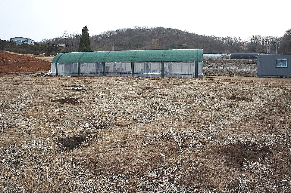 옥수수와 옥수수 가루 추억 // 손자에게 보내는 편지 (제375호) 28