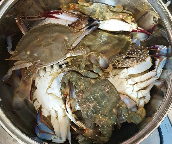  초보도 잡을 수 있는 태안 해루질 포인트 - 연포해루질포인트