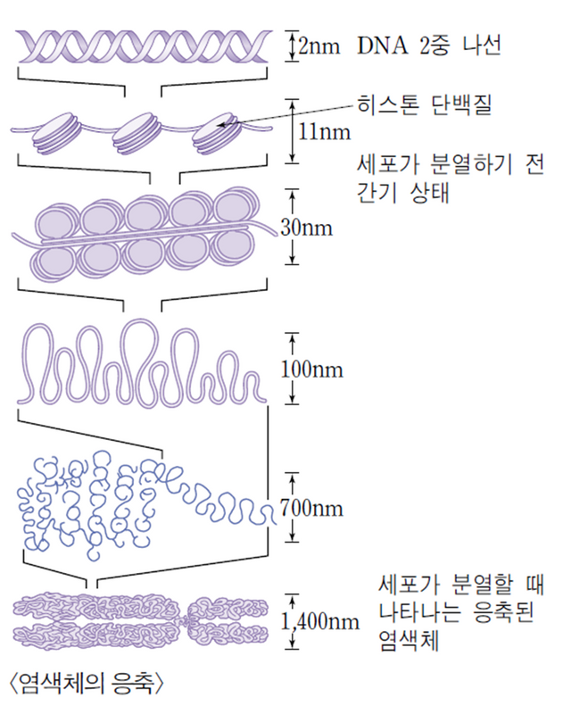 염색체의-응축