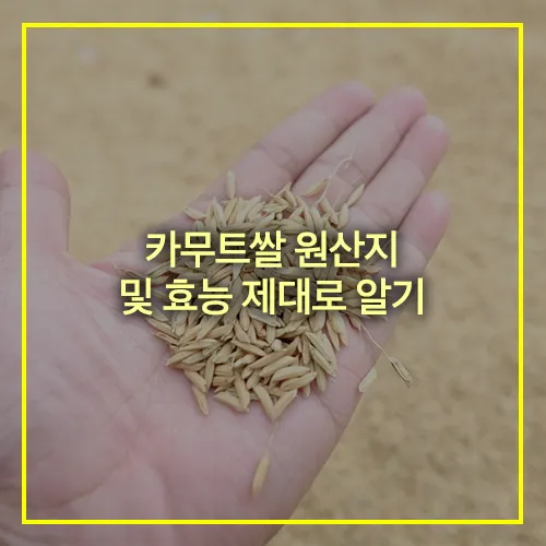 카무트쌀 원산지 및 효능