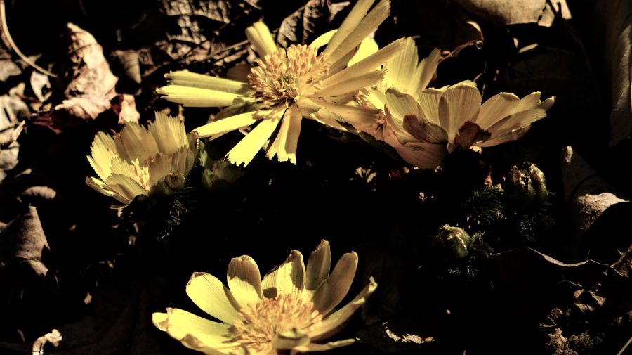 복수초 네 송이&#44; 오래된 갈라진 꽃잎&#44; 햇빛 전방 우측광&#44; 어두운 꽃밭