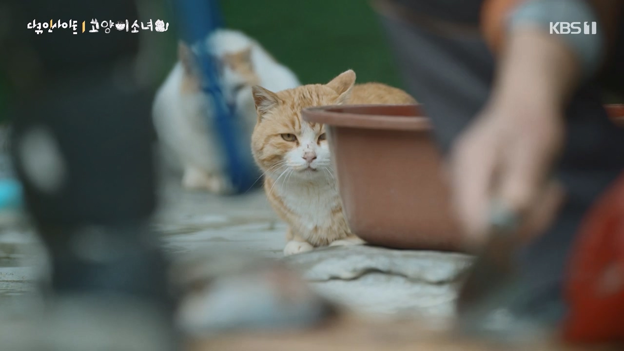 다큐 인사이트.E189.240524p-NEXT.mp4_20240524_205104.775.jpg