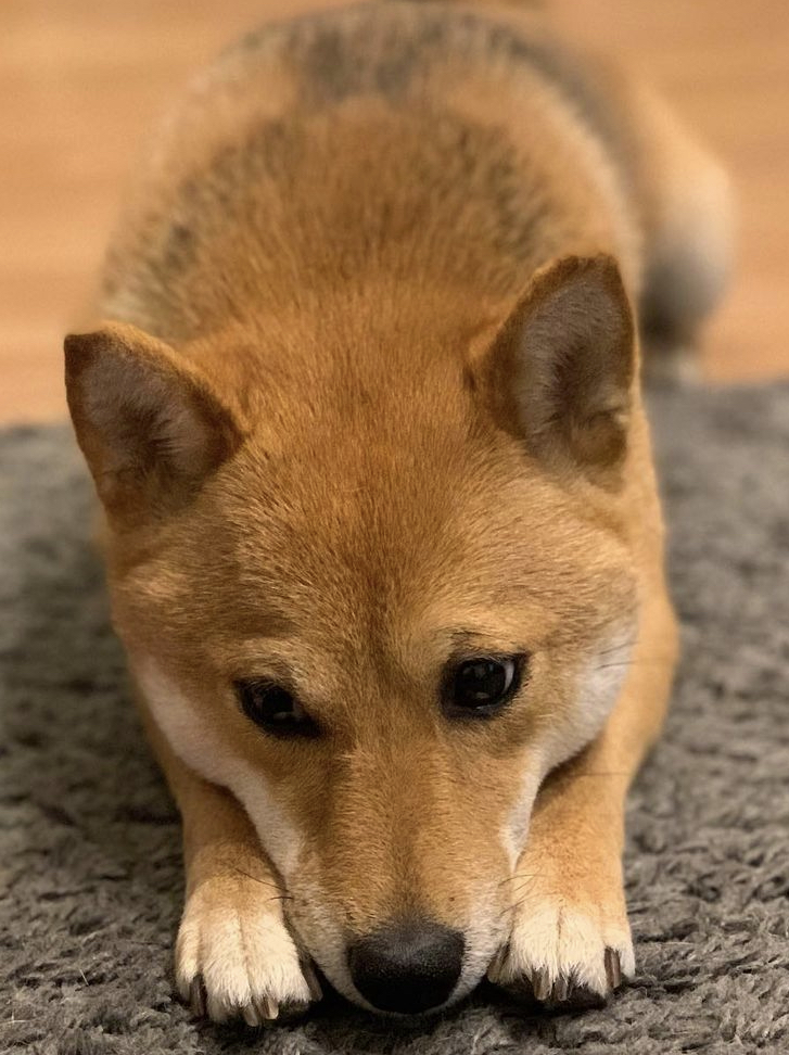  시바견 (柴犬)